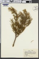 Pinus monophylla image