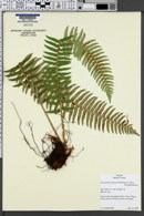 Polystichum munitum image