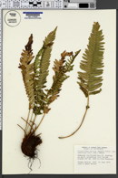 Polystichum munitum var. imbricans image