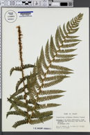 Polystichum setiferum image