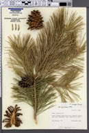 Image of Pinus mugo