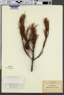Image of Pinus nelsonii