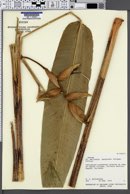 Image of Heliconia marginata