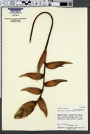 Heliconia rostrata image