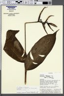Image of Heliconia hirsuta