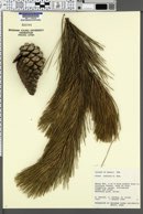 Image of Pinus radiata