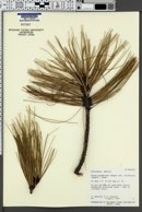 Pinus arizonica image