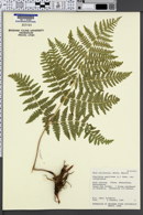 Pteridium aquilinum var. pubescens image