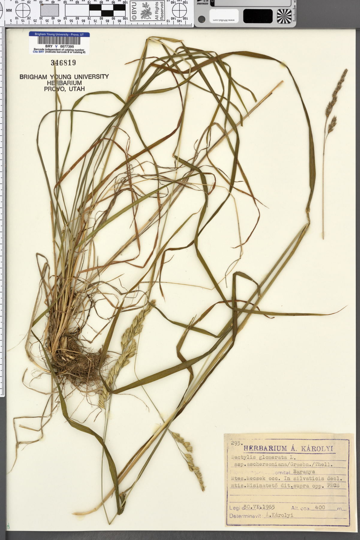 Dactylis glomerata subsp. aschersoniana image