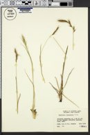 Danthonia intermedia image