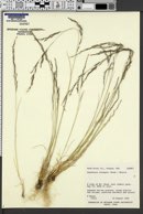 Image of Helictotrichon elongatum