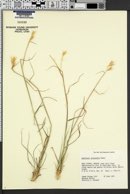 Danthonia intermedia image