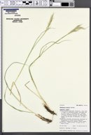Danthonia parryi image