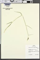 Danthonia unispicata image