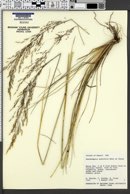 Deschampsia australis image