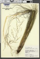 Image of Deschampsia australis