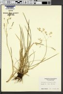 Deschampsia cespitosa subsp. beringensis image