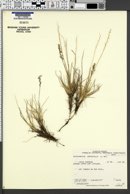 Image of Deschampsia brevifolia