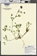 Trifolium wormskioldii var. wormskioldii image