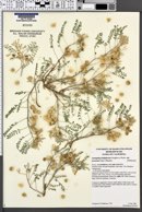 Astragalus lentiginosus var. kernensis image