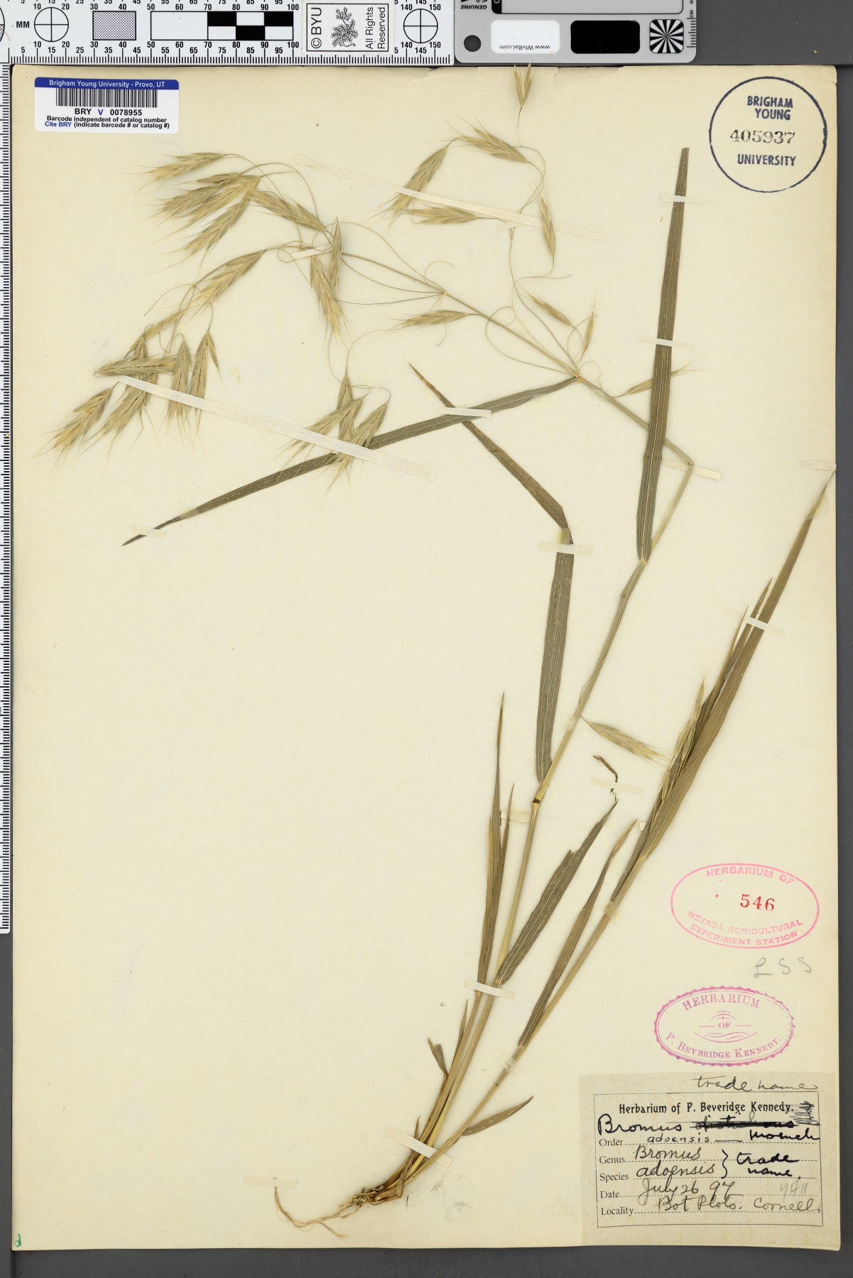 Bromus adoensis image