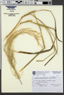 Calamagrostis viridiflavescens image