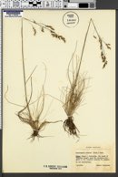 Deschampsia setacea image