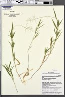 Dichanthelium acuminatum subsp. thermale image