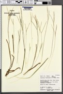 Image of Digitaria fuscescens