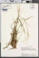 Image of Digitaria argyrotricha