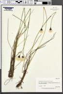 Eriophorum brachyantherum image