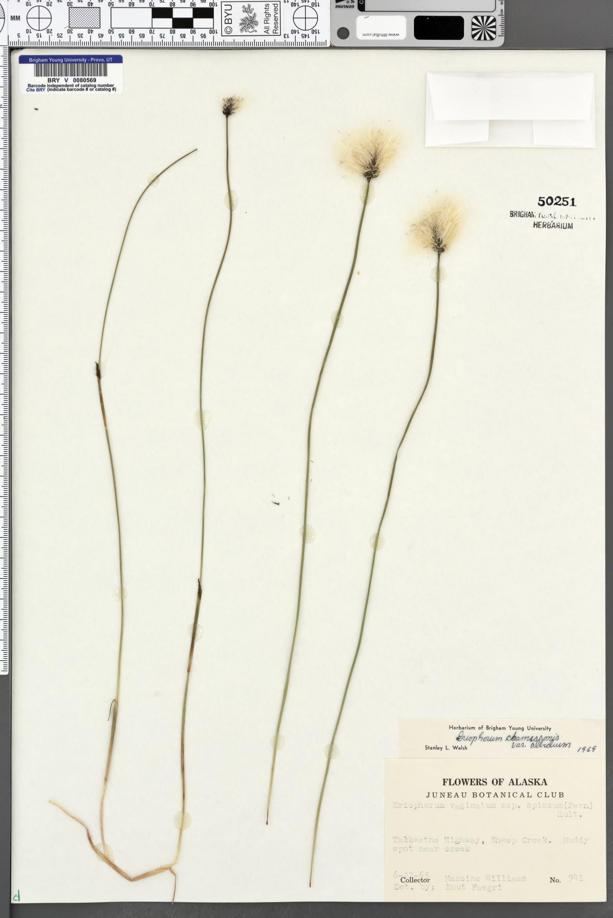Eriophorum chamissonis var. albidum image