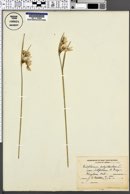 Eriophorum latifolium image