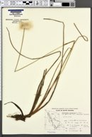 Eriophorum russeolum subsp. rufescens image