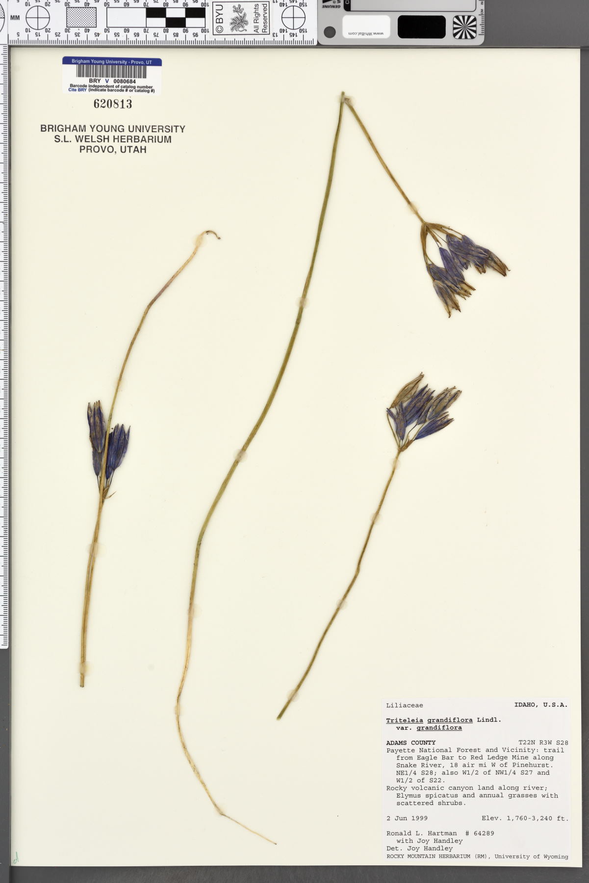 Triteleia grandiflora var. grandiflora image