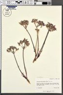 Lomatium macrocarpum image