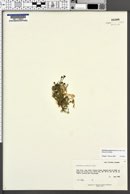 Cherleria arctica image
