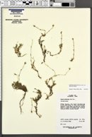 Cherleria arctica image