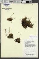 Image of Cherleria yukonensis