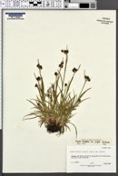 Luzula multiflora subsp. frigida image