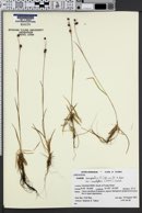 Luzula campestris var. multiflora image