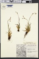 Luzula campestris var. multiflora image