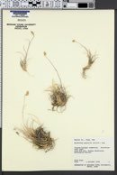 Bouteloua gracilis image