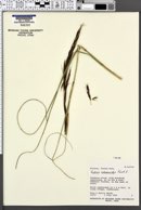 Image of Gahnia schoenoides
