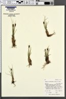 Image of Carex borealipolaris