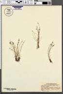 Cyperus subsquarrosus image