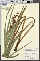 Machaerina angustifolia image