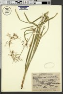 Rhynchospora miliacea image