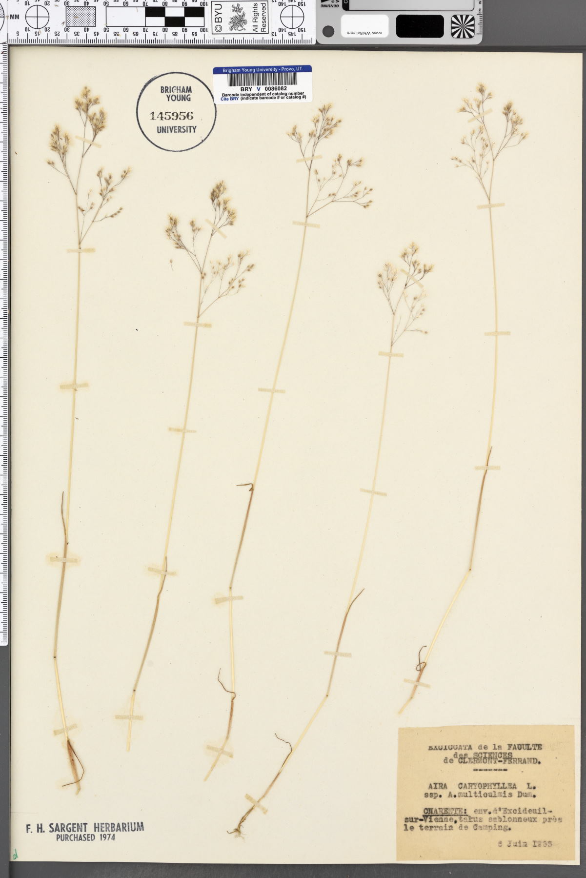 Aira caryophyllea subsp. multiculmis image