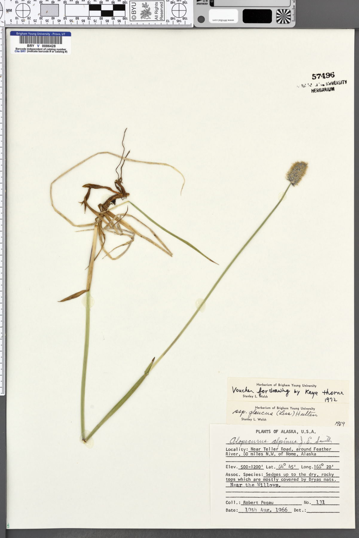 Alopecurus alpinus subsp. glaucus image